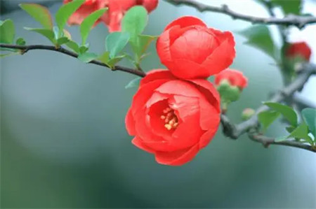 花朝节的传统 二月花朝是哪一天