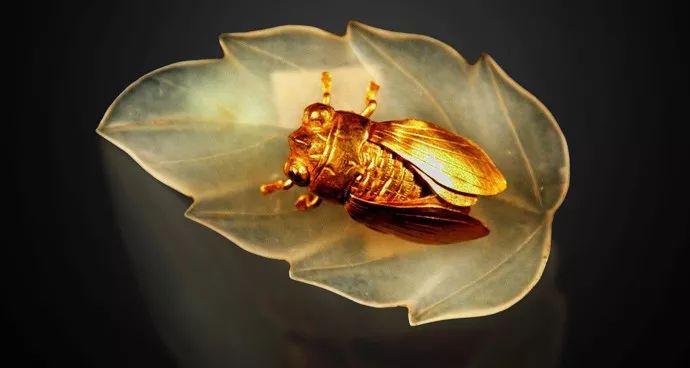 金蝉的特点 金蝉的生长习性